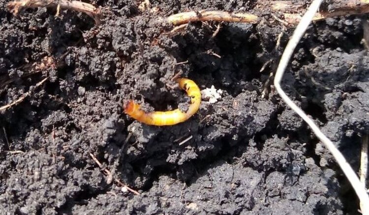 ЭПВ для проволочника до посадки в поле картофеля, сахарной свеклы и других культур