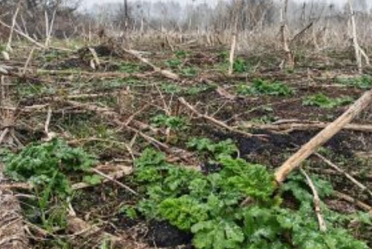 Фиксация случаев зарастания сельхозземель инвазивными растениями началась