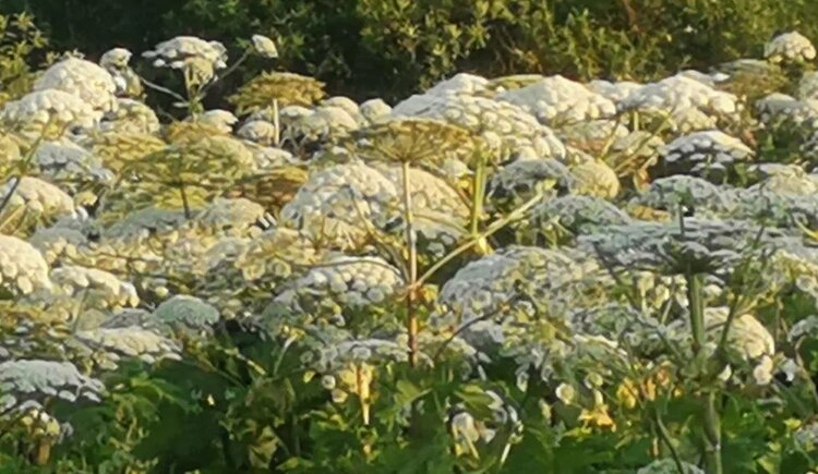 Главное инвазивное растение России не снижает темпы захвата земель, а предстоит еще борьба и с другими