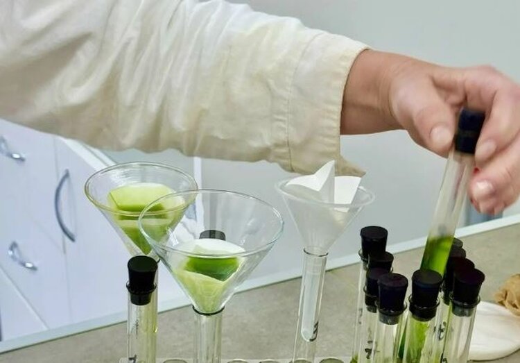 Над технологией определения болезней озимой пшеницы по хлорофиллу работают российские ученые