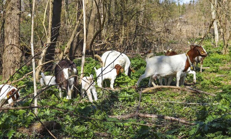 Козы немецкого фермера без проблем уничтожают борщевик Сосновского. Гербициды в сторону!