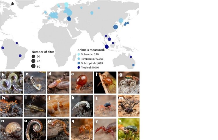 Подземный «шведский стол»: как сельское хозяйство заставило почвенных животных изменить свои привычки