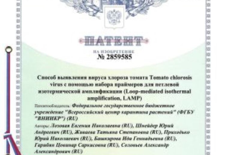 «ВНИИКР» запатентовал способ выявления вируса хлороза томата