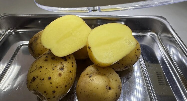 Омская область поставляет элитные семенной картофель в Казахстан