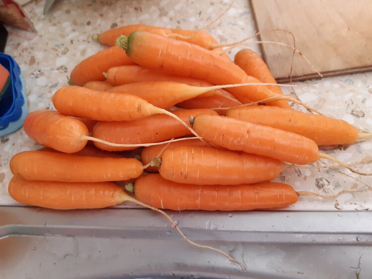 Как вырастить морковь из семян для получения обильного урожая - фото