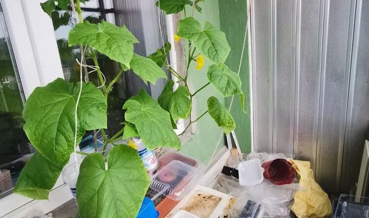 Сажаем рассаду огурцов, которая переросла, вытянулась и уже ложится: превращаем переростка в пучковый тип - фото