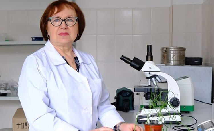 Красноярские ученые вывели «супер-овес» против грибного апокалипсиса