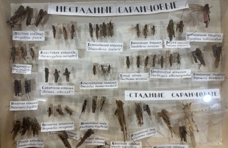 Кузнечик или саранча - как понять? Объясняют специалисты Россельхозцентра по Иркутской области