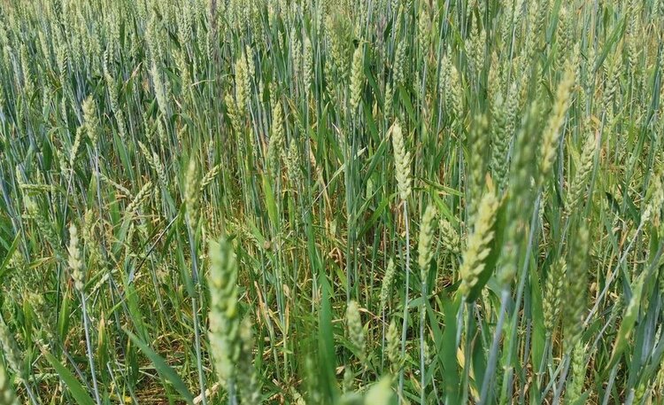Можно ли совместить агровольтаику и пшеничные поля с озимыми? 