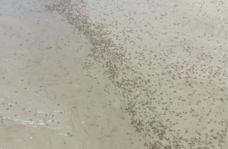 На борьбу с саранчовыми вредителями в Дагестане в этом году выделено 30 млн рублей