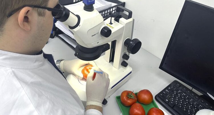 Крупная партия томатов с карантинным вирусом коричневой морщинистости плодов пришла из Казахстана - фото