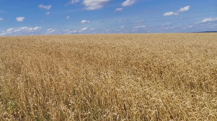 С Днем России! Портал AGRO XXI поздравляет с главным государственным праздником нашей страны! - фото