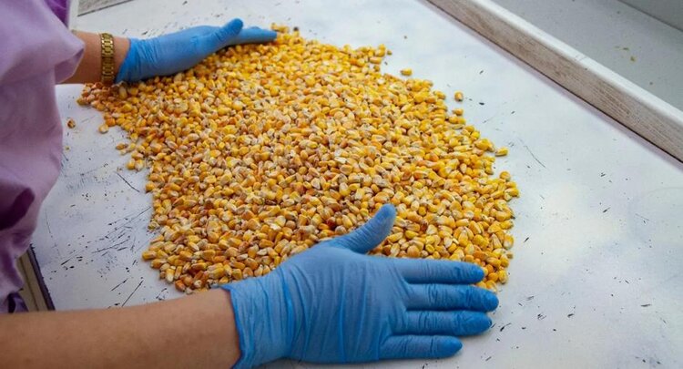 Волгоградская область расширяет кукурузные поля: хороший спрос в Иране - фото