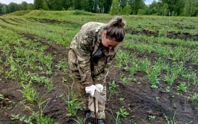 Лучшую минеральную подкормку для ярового чеснока определят красноярские агрохимики - фото