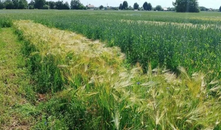 Преимущественно отечественные культуры участвуют в сортоопытах Смоленской области - фото