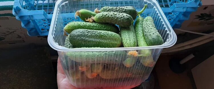 Огуречное варенье: 3 лучших рецепта для тех, кто готов к кулинарным экспериментам - фото