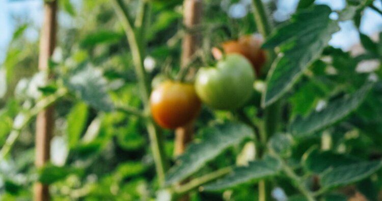 Смогут ли зеленые помидоры дозреть дома без потери вкуса и суть бани для томатов - фото