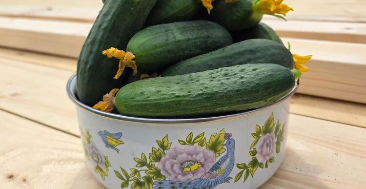 Почему маринованные огурцы получаются мягкими, а не хрустящими - фото