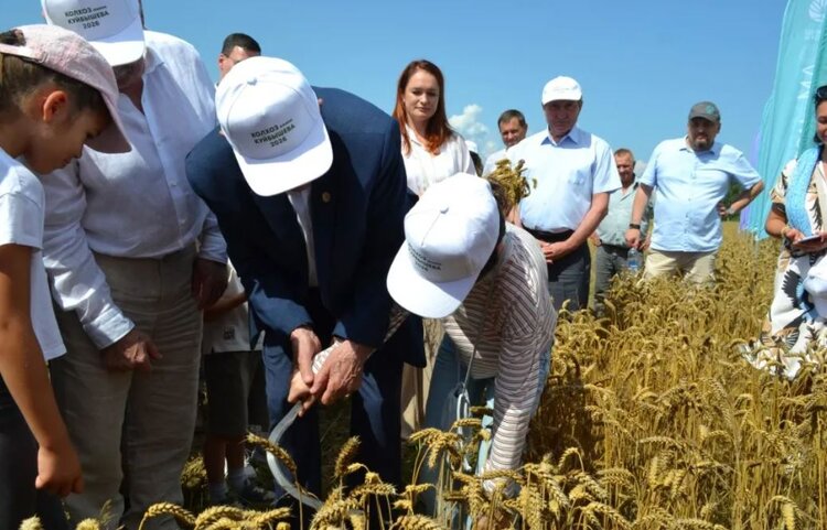 Новые для Нижегородской области сорта пшеницы «Ермоловка» и «Болдинская» открыли жатву в колхозе имени Куйбышева