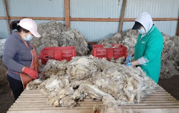Забайкальские овцеводы получили 335 тонн шерсти по итогам стригальной кампании 2026 - фото