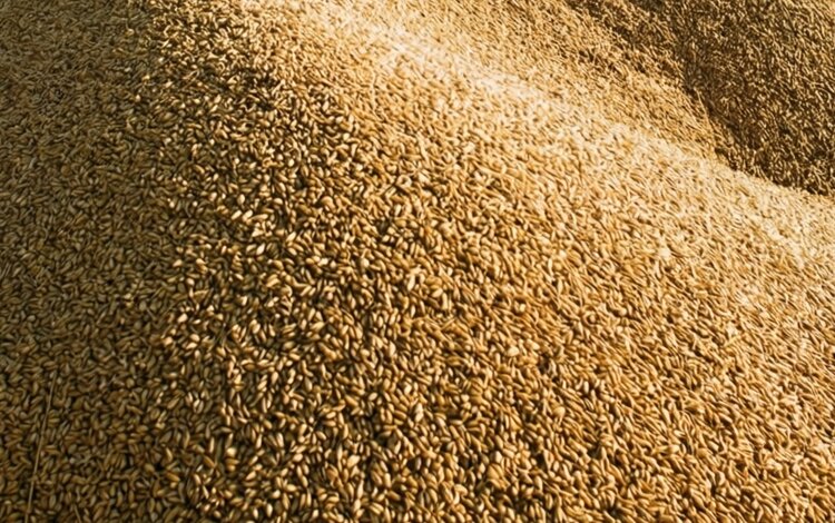В ЛНР за июль 237 тысяч тонн зерна и продукции его переработки проверил Россельхознадзор