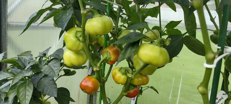 Как правильно подкормить перец и баклажаны в августе - фото