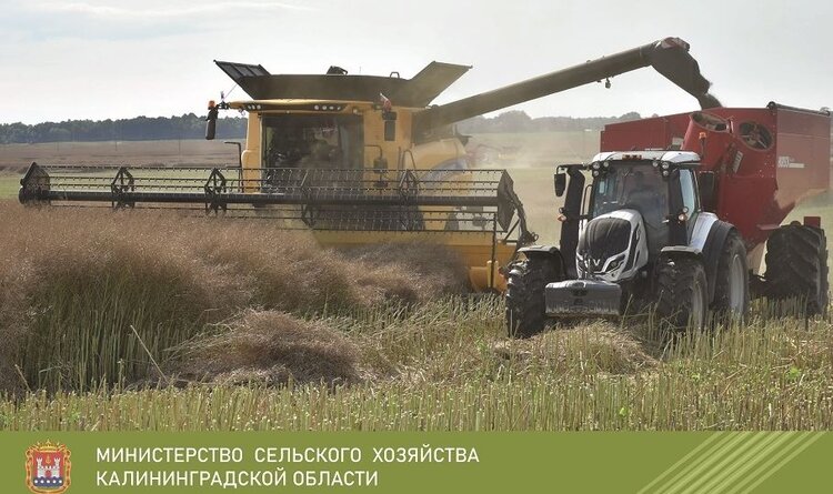 В Гвардейском округе Калининграда урожайность зерновых достигла 80,9 центнера с гектара - фото