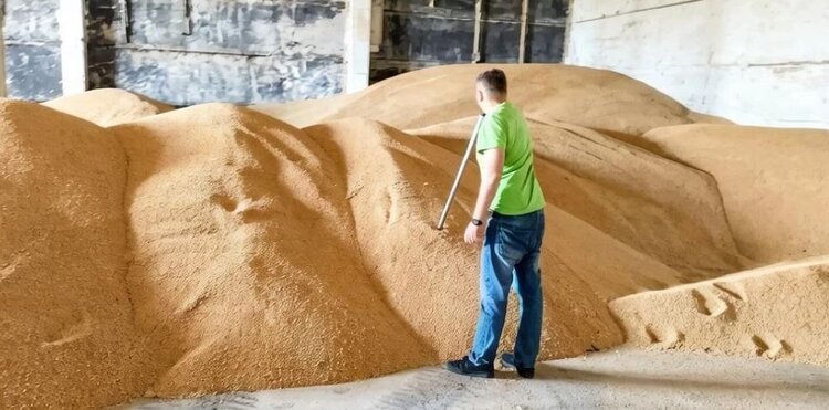 Стали известны результаты первых проб пшеницы 2026 в Ленинградской области