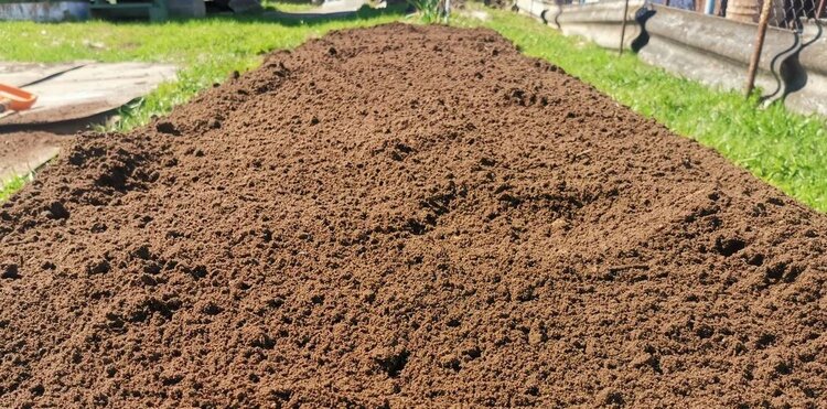 Яровой овес против горчицы: почему в конце августа стоит засеять грядки злаками - фото