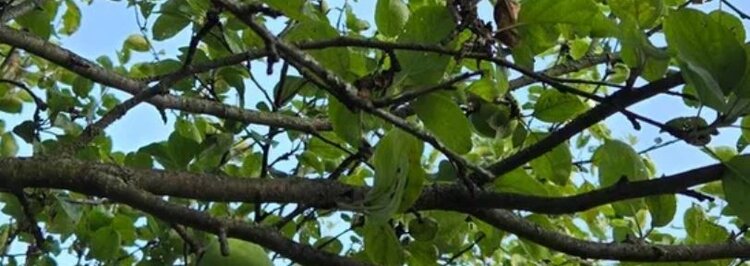 2 волчка на одной ветки яблони: как с ними разобраться в сентябре - фото