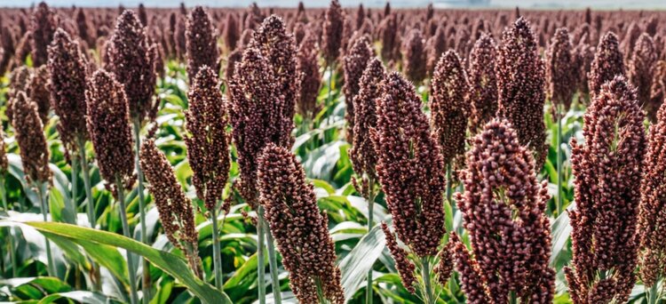 Сорговый хлеб и каша станут новыми французскими продуктами - фото