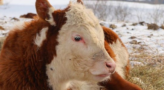 Самарская область переходит на модель взаимодействия науки и агропроизводства - фото