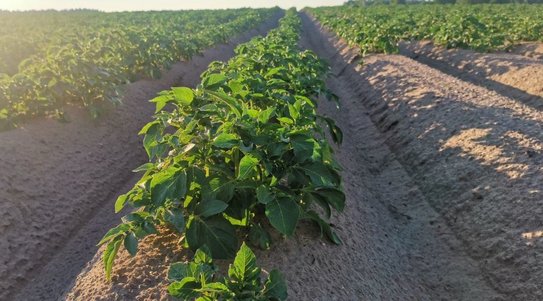 Хабаровские картофелеводы продолжают наращивать урожай «второго хлеба»