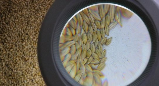 Специалисты Курганского филиала ЦОК АПК исследовали примерно 150 тысяч тонн ячменя нового урожая