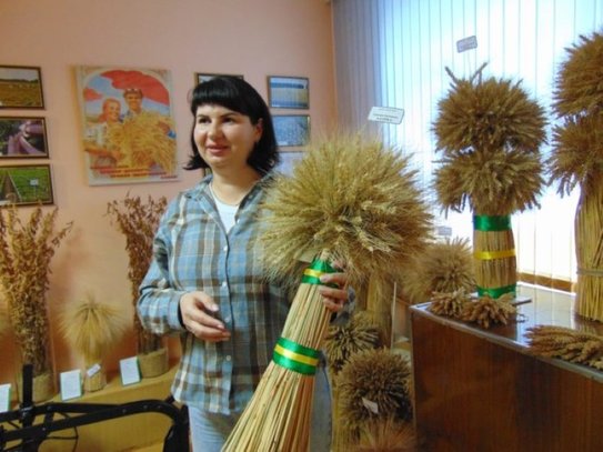 Озимая пшеница рязанской селекции Адарка покажет себя не хуже Виолы