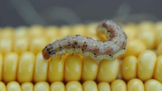 Крылья истребителя отрастила себе американская кукурузная совка, отведав ГМО