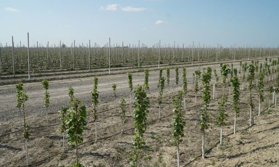 Крупнейший питомник плодовых Дагестана развивает экспортное направление в Узбекистан - фото