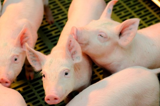 Партию племенных свиней впервые поставило рязанское предприятие в Армению