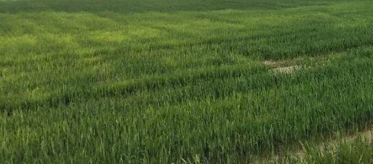 Над крымскими озимыми нависла угроза болезней: причина в аномальном тепле 