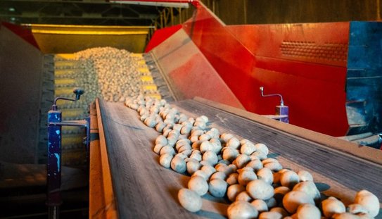 Подмосковье запасается картофелем и овощами на зиму: солидные объемы уже в хранилищах