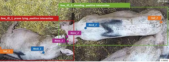 Мониторинг благополучия свиноматок в группах: стоп-кадр