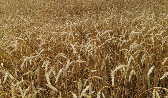 Владимир Путин позаботился о бесперебойной работе Россельхозцентра