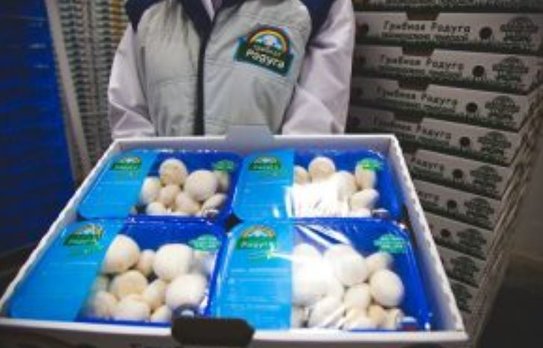 Главным покупателем курских шампиньонов в 2025 году стала Беларусь - фото