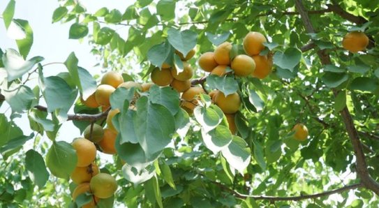 Дагестан в 2026 году продолжит развитие горно-долинного садоводства - фото