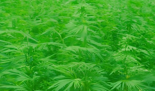 Выращивание технической конопли сдвигается в сторону реализма 