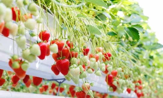Рынок тепличной клубники растет высокими темпами и оправдывает инвестиции в селекцию