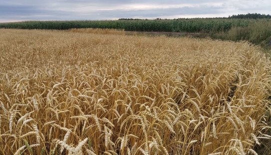 Агронаука и агроэкспорт: что поручено сделать госструктурам в 2026 году