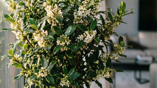 Комнатный мирт обыкновенный: полный гид по вечнозеленому целителю на подоконнике - фото