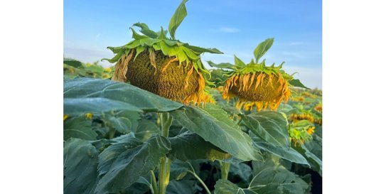 БИНГО — высокопродуктивный гибрид подсолнечника нового поколения - фото