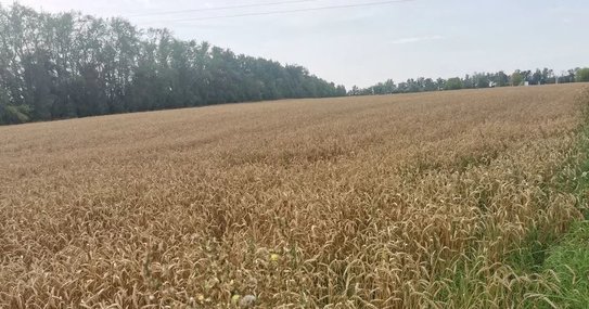 Дополнительные миллиарды выделили на льготное кредитование аграриев в 2026 году